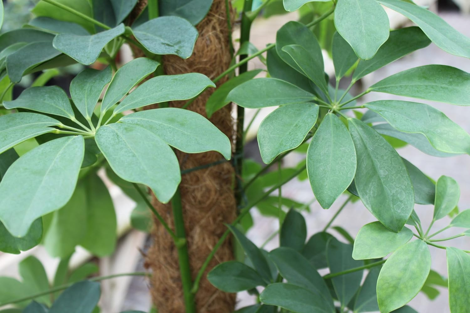 Bastón de musgo para apoyar plantas de casa, 76 cm de alto: Amazon ...