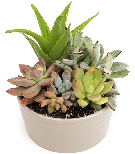 succulent flower pots ARTKETTY Succulent Pots, Ceramic Succulent Planters Pots with Drainag