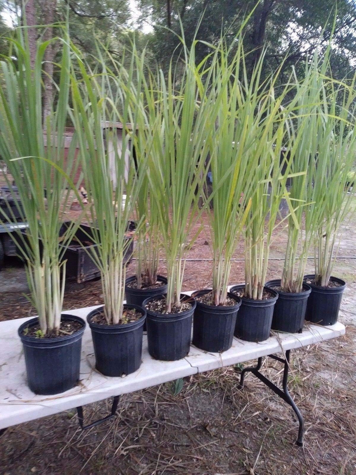 Lemongrass 4 Live Plants Each 8-12" Tall Fully Rooted