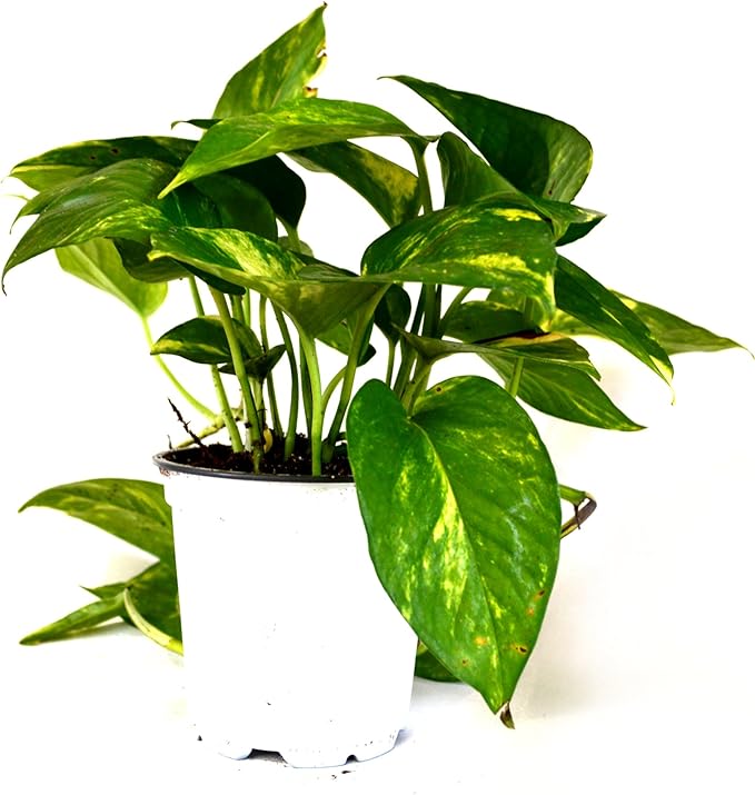 9GreenBox Golden Devil's Ivy Pothos Epipremnum 4