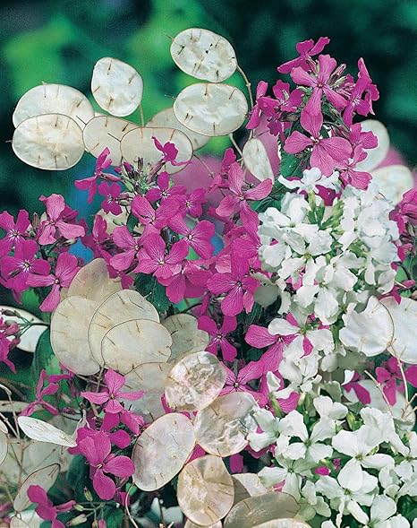 Portal Cool 15 Graines Semences De Fleurs Monnaie Mix Blanc Et Le Pape Violet Annuel Lunaire