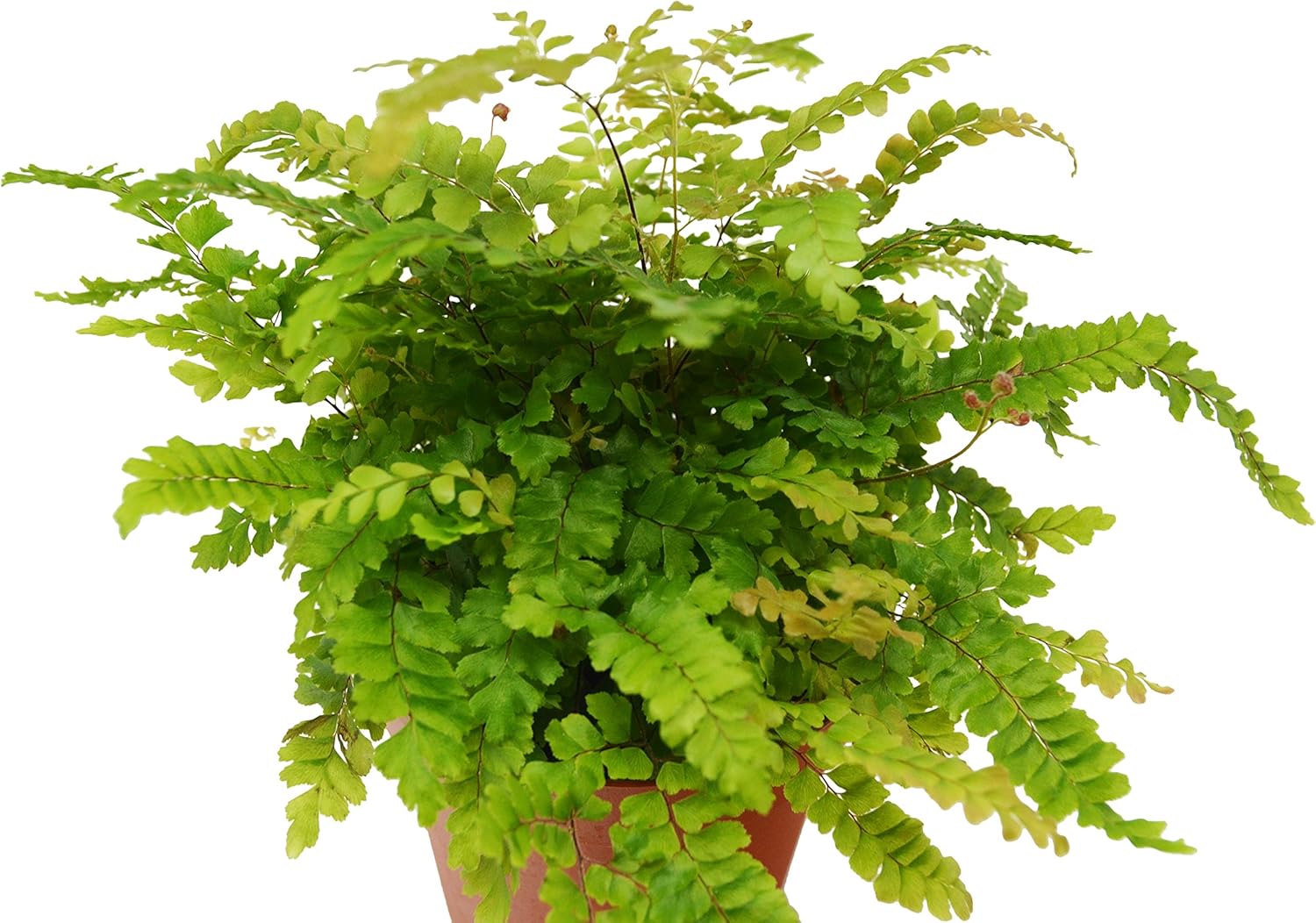 Amazon Com Rosy Maidenhair Fern Live Plant Free Care Guide