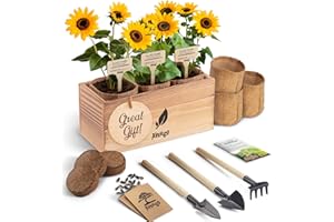 AVERGO Sunflower Seeds Growing Kit – Complete Seed and Plant Indoor & Outdoor Kit with Sunflower Seeds for Planting, Planter,