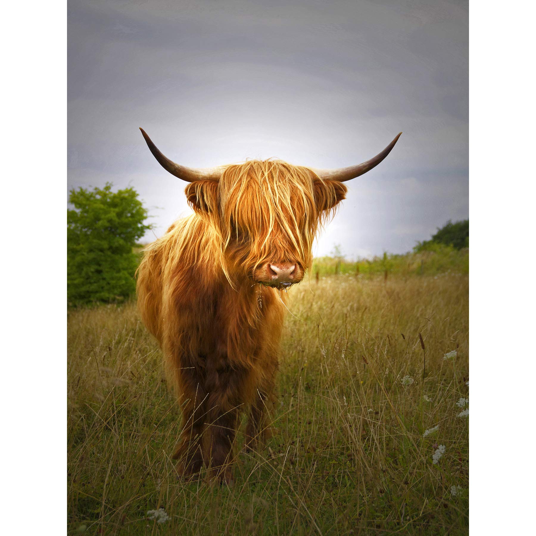 Wee Blue Coo Photography Farm Livestock Animal Highland Cow Calf Scotland Canvas Print