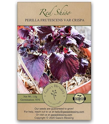 Cultivo De Perilla (hoja De Shiso Japonés). Aromatic Lamiaceae Annual - Foto 8