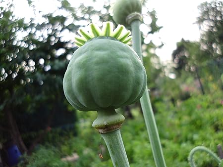 2000 frische und potente Samen von echter Schlafmohn - Papaver somniferum - Blaumohn Schlafmohnsamen poppy seed