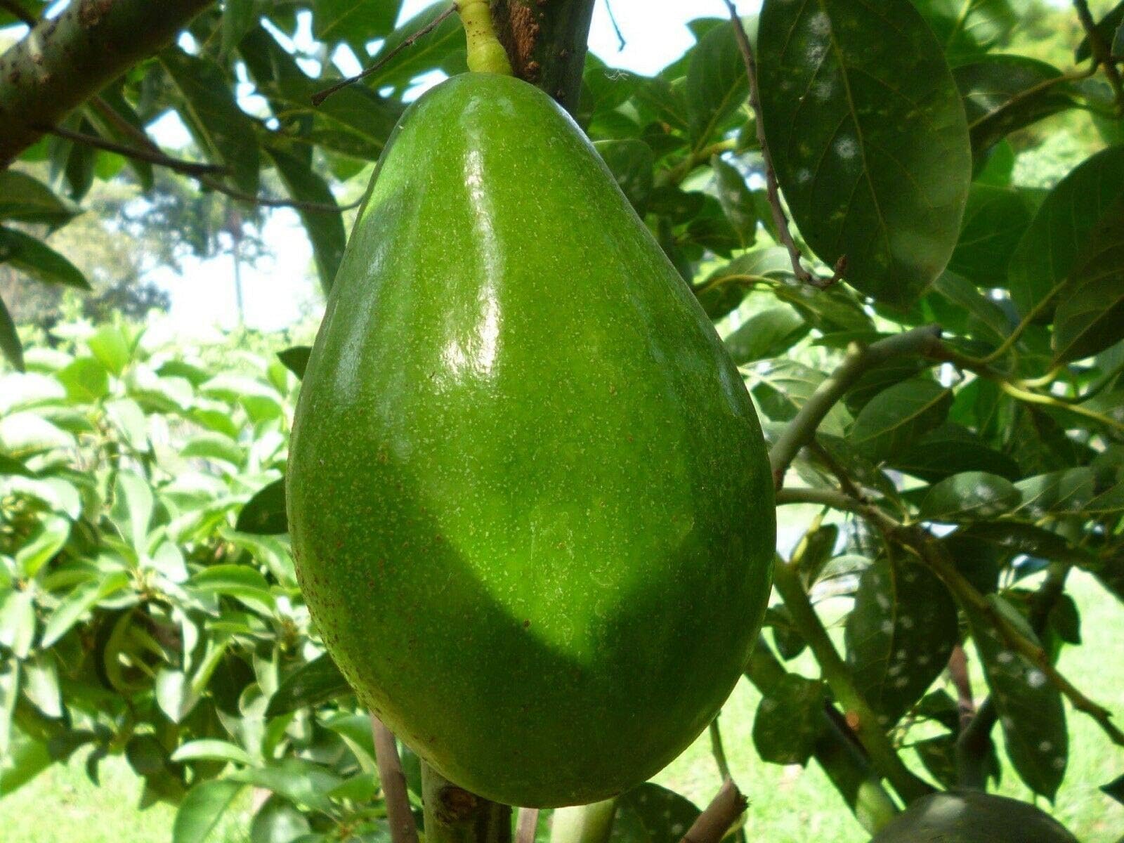 Grafted Avocado Tree Live Plant Fruit Plant Get 1 TPLWL-RR