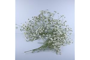 LYFORTZY 50 Pcs White Natural Baby's Breath Real Dried Pressed Flowers ,for Scrapbooking Supplies Card Making Supplies Resin Jewelry Making Soap and Candle Making.