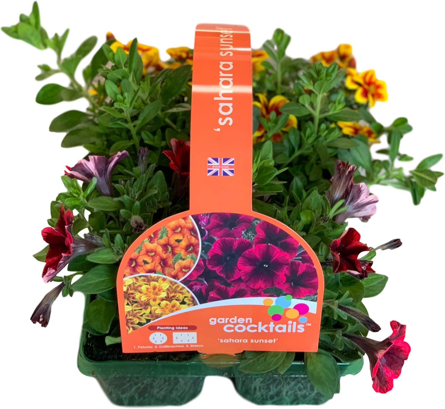 6 x Large Garden Ready Plants Bedding Pack Each Plant is The Same