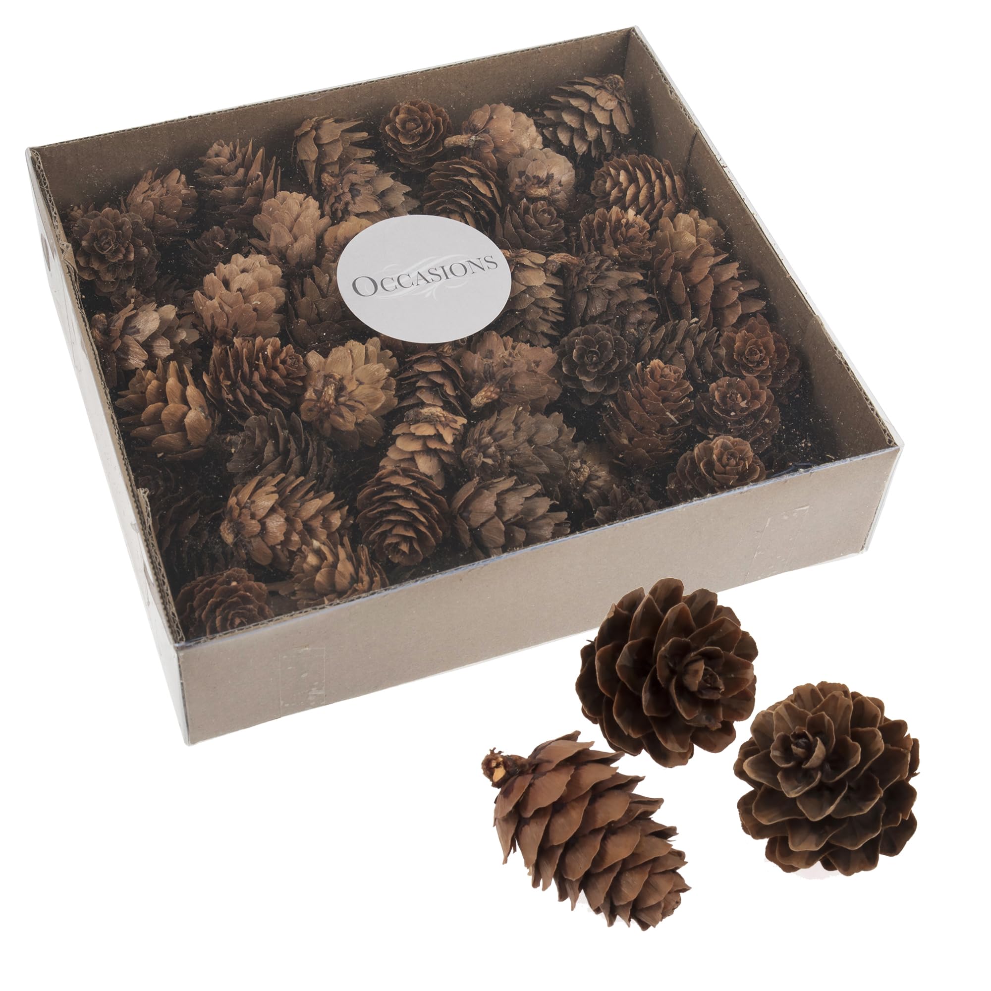 100 Bulk Box 3-5 cm Natural Pine Cones in Clear tub — image 1