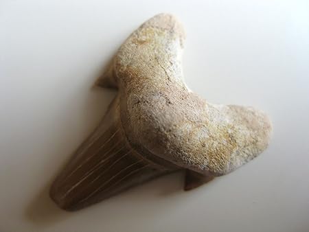 fossiler Hai-Zahn 2,5-3 cm