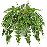 Hollyone Artificial Fern Plants in White Pot 25.5" Medium Artificial Boston Fern 31 Leaves for Outdoors & Indoor Faux Potted Plants Fake Ferns Bush Plant Patio Garden Farmhouse Porch Home Decor Green