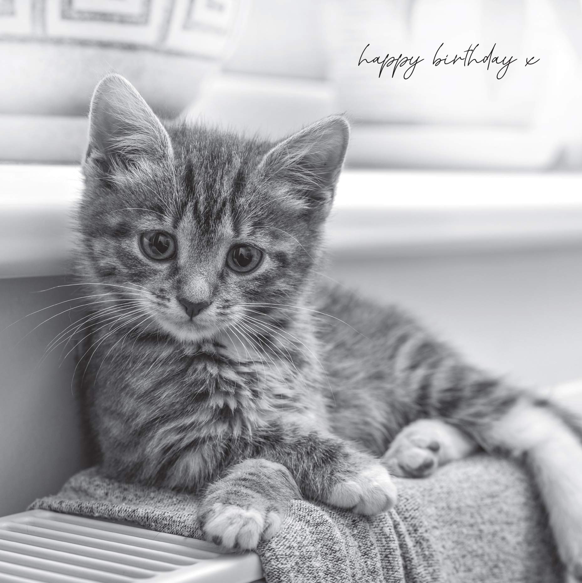 In Black & White Birthday Card for Her, Female Birthday Card, Happy Birthday Cute Kitten, Black & White