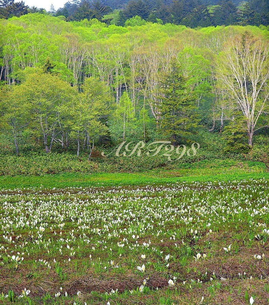 Amazon Co Jp 風景写真ポスター 尾瀬 水芭蕉 残雪がようやく消える頃 水芭蕉の季節 となり 大勢の登山者で賑わいを見せる 05 最高級の素材とこだわりのプリントで再現しました サイズ59 4 53ｃｍ ホーム キッチン