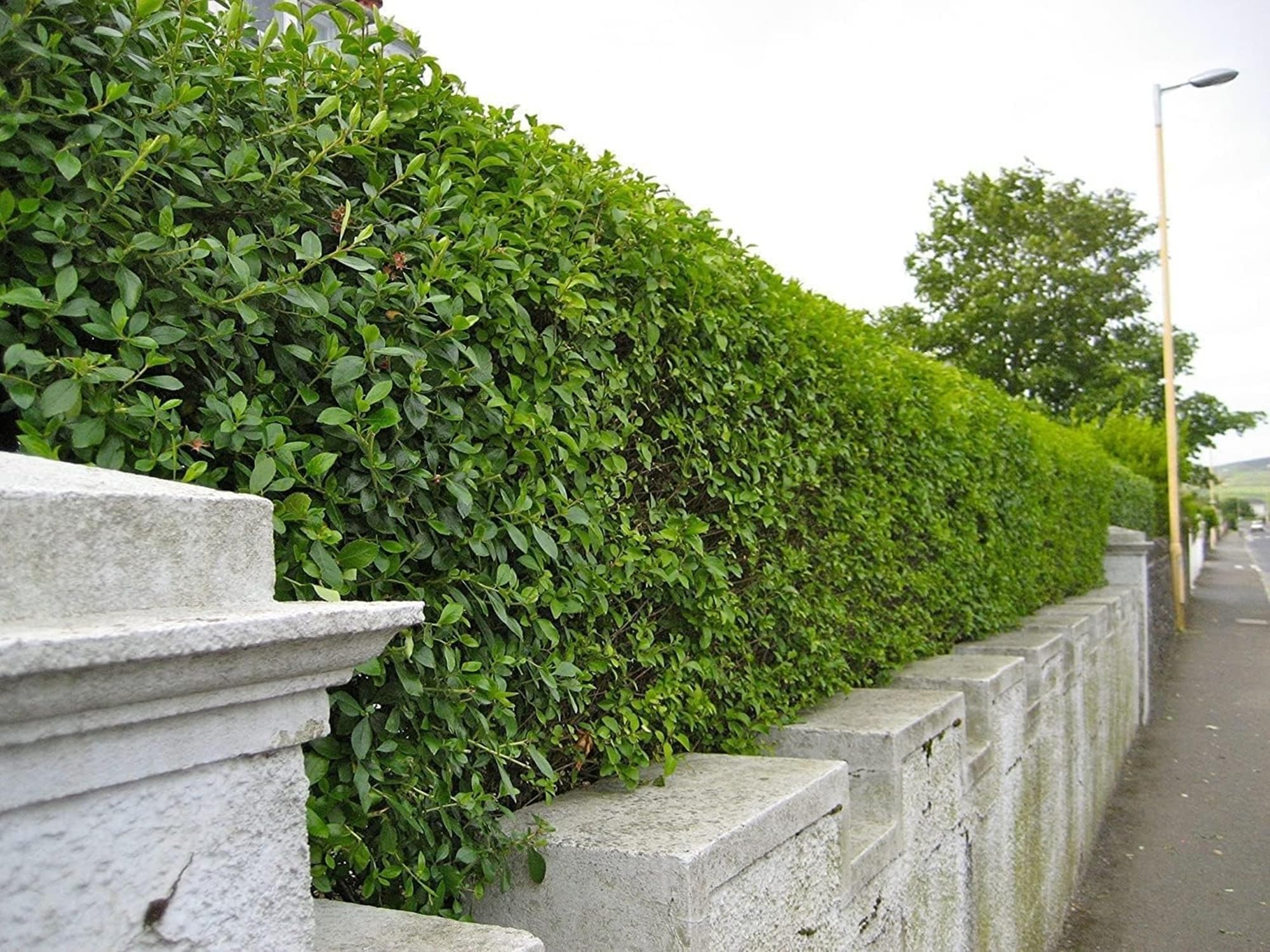 20 x 1.2-1.5m (4-5ft) Tall Evergreen Green Privet Hedging Plants for an Instant Hedge - Easy to Grow, ligustrum ovalifolium Bare Root Plants