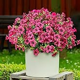 Cherica 12 Pcs Fake Outdoor Artificial Flowers for Outdoors Uv Resistant, Plastic Flowers for Outdoors, Fake Plants Artificial Plants Outdoor Plastic Plants, Silk Faux Spring Flowers for Outside