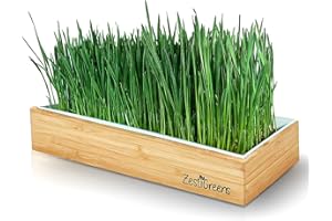 ZESTIGREENS Organic Wheatgrass Growing Kit, Self Watering, with Soilless Grow Mats. The Easy Way to Grow & Juice Healthy Wheat Grass & Make Cat Grass. Bamboo Surround & Black Out Lid. (Organic Wheatgrass Kit)