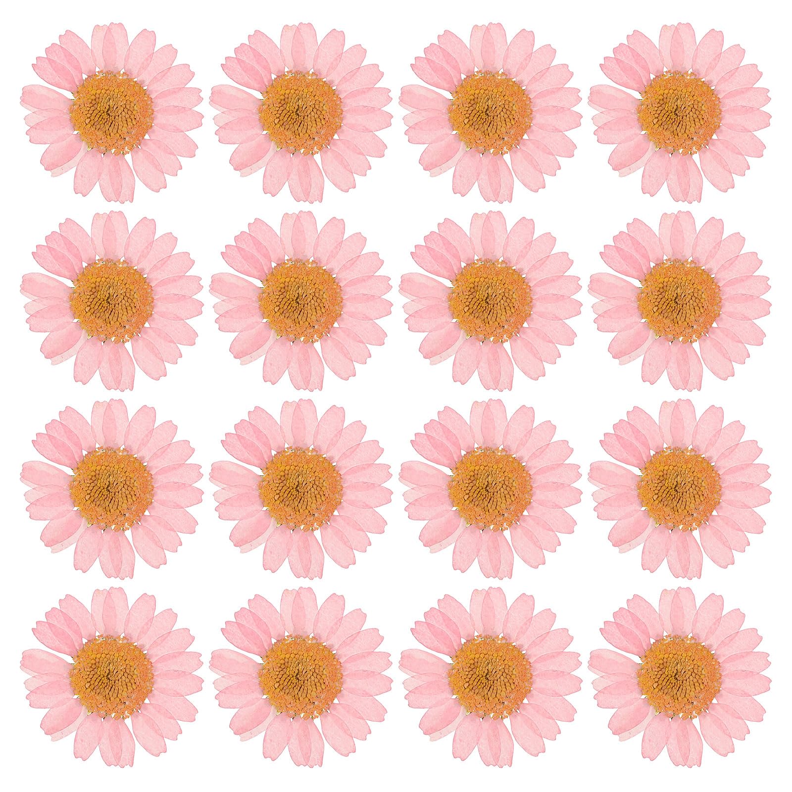 PATIKIL 48 Pcs Dried Pressed Flower Natural Dried Daisy Flower for DIY Art Crafts House Decoration Nails Decoration,Pink