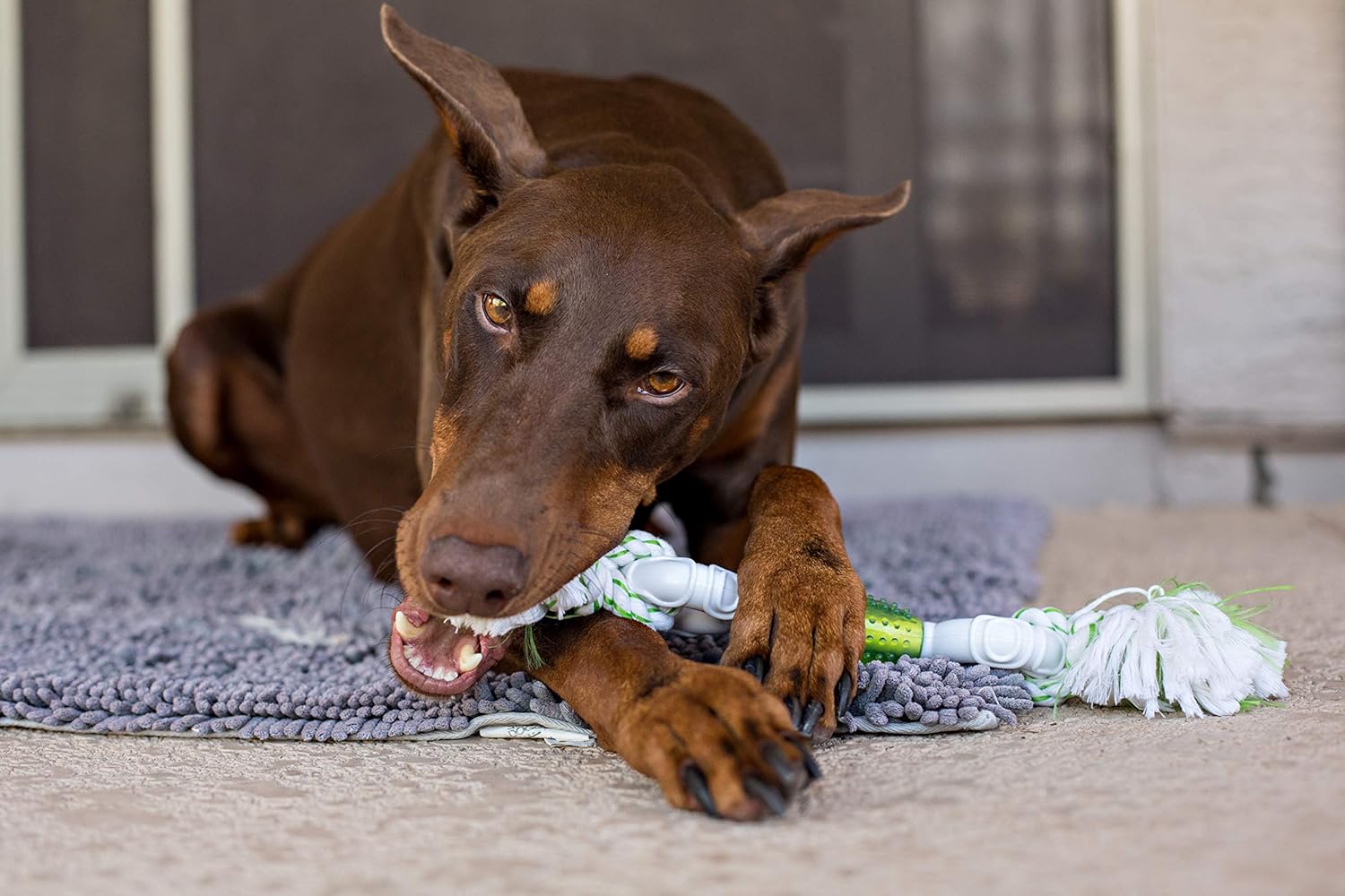 multipet canine clean