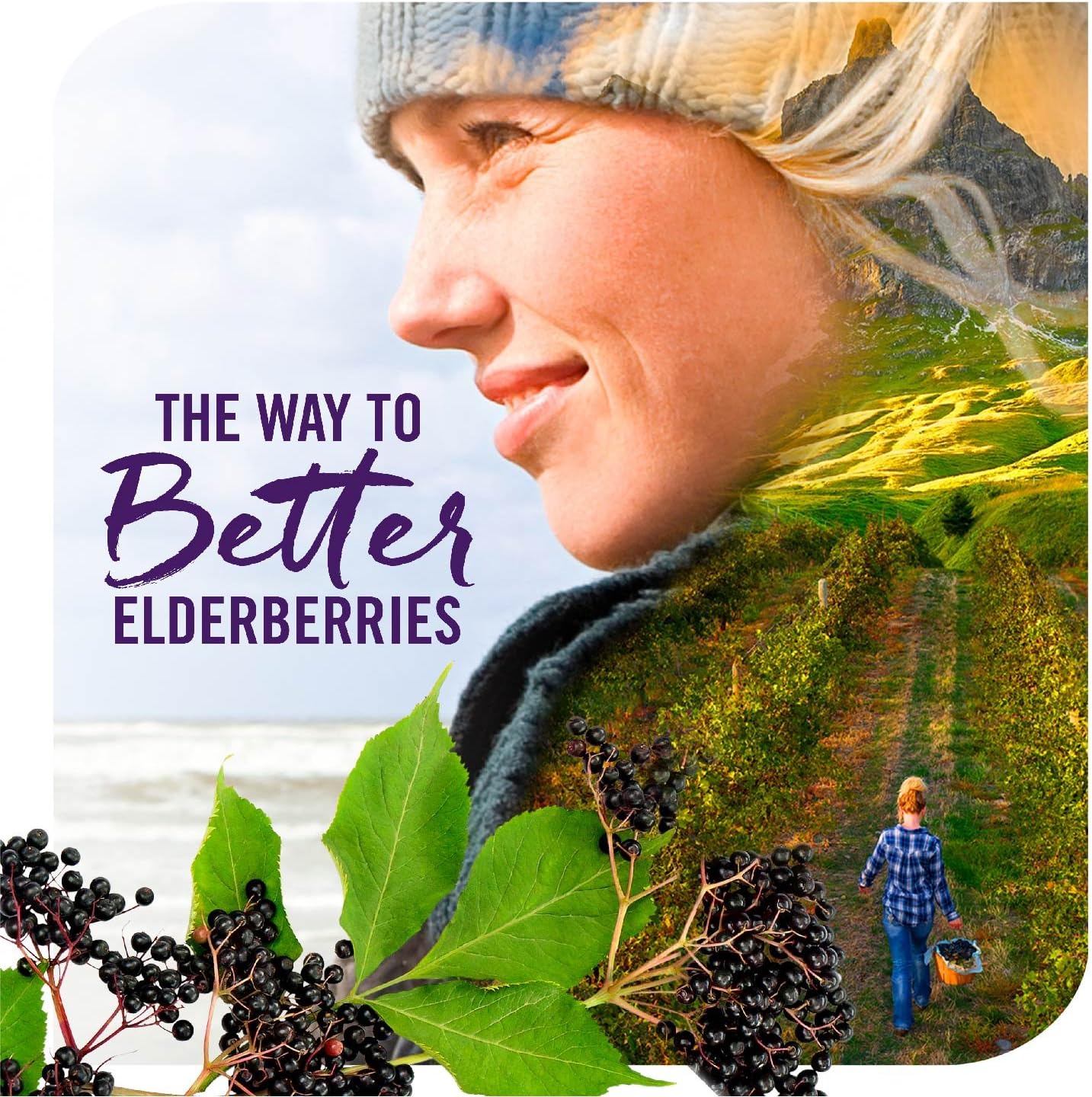 Nature's Way Sambucus Elderberry Kid's Gummies Herbal Supplements, 60 Count | Black Elderberry |Vitamin C | Zinc |: Health & Personal Care