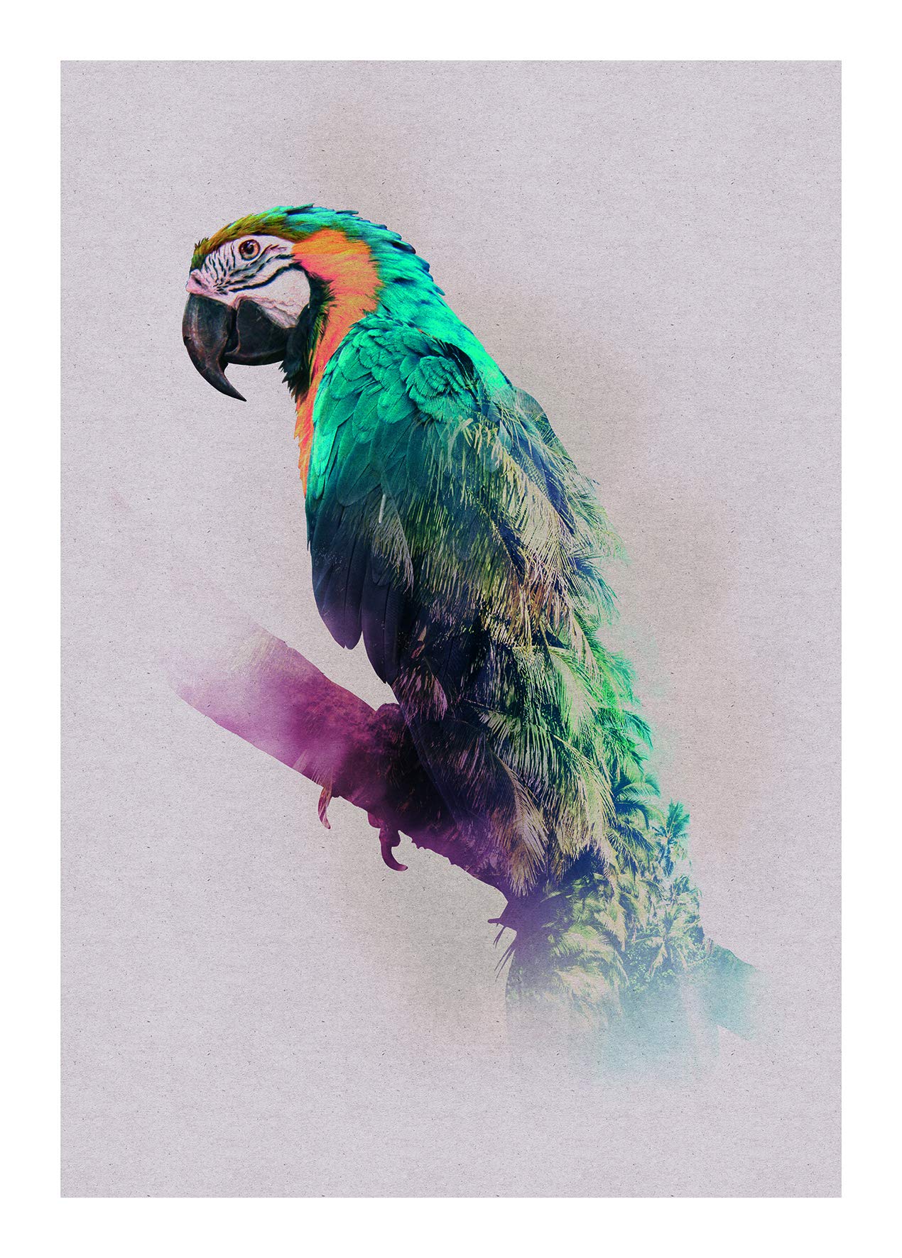 Komar Wall Picture | Animals Paradise Parrot | Poster Picture Living Room Bedroom Decoration Art Print | No Frame | P083B-50x70 | Size: 50x70 cm (Width x Height)