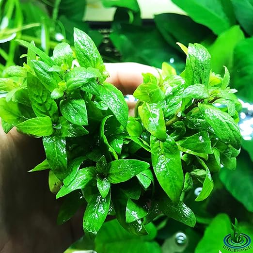 carpeting aquarium plants