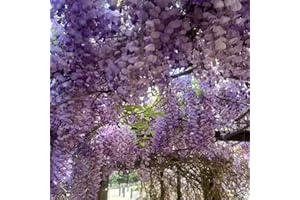 Wisteria Seeds for Climbing Flowering Vines – 20 or 40 Perennial Seeds for Growing Elegant Cascading Blooms on Trellises, Arb