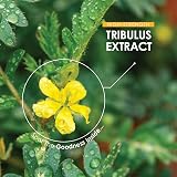 ALPHA01 Tribulus Terrestris Extract 15000MG 95% Saponins 474mg Capsule 120 view 4