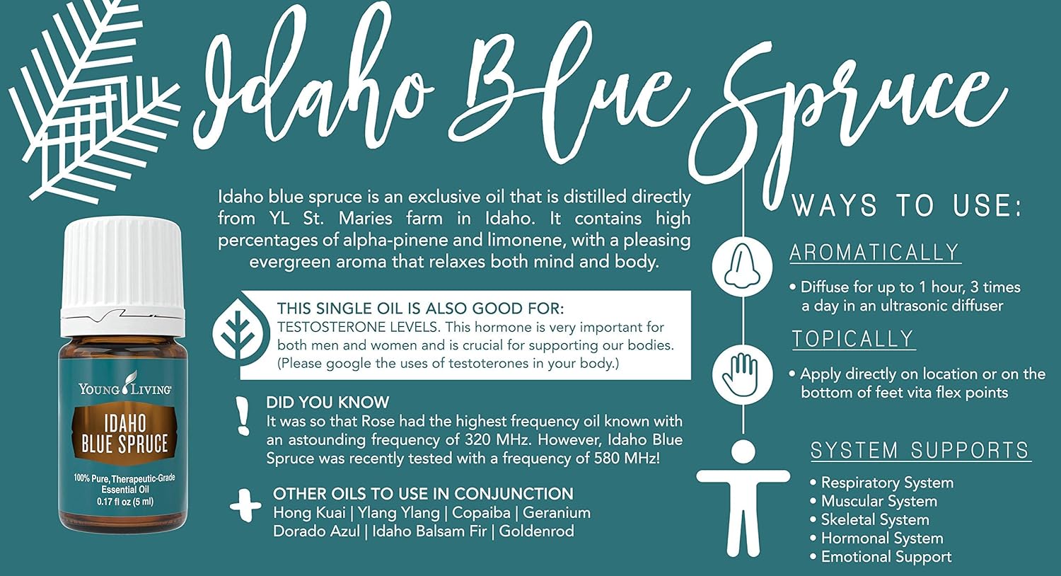 Amazon.com: Idaho Blue Spruce - Young Living 5ml bottle: Home & Kitchen