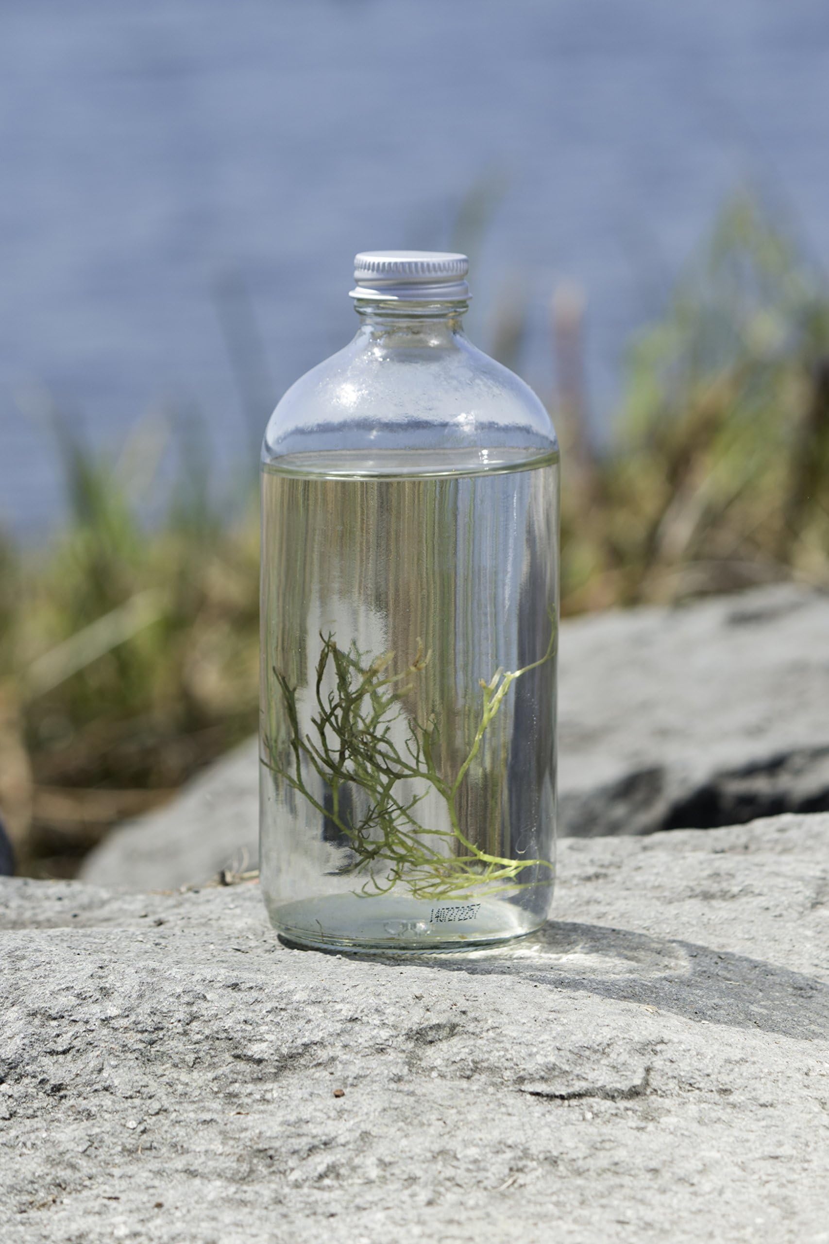 Cultured Algae: Living Art Collection - "Wave Break" Bottle