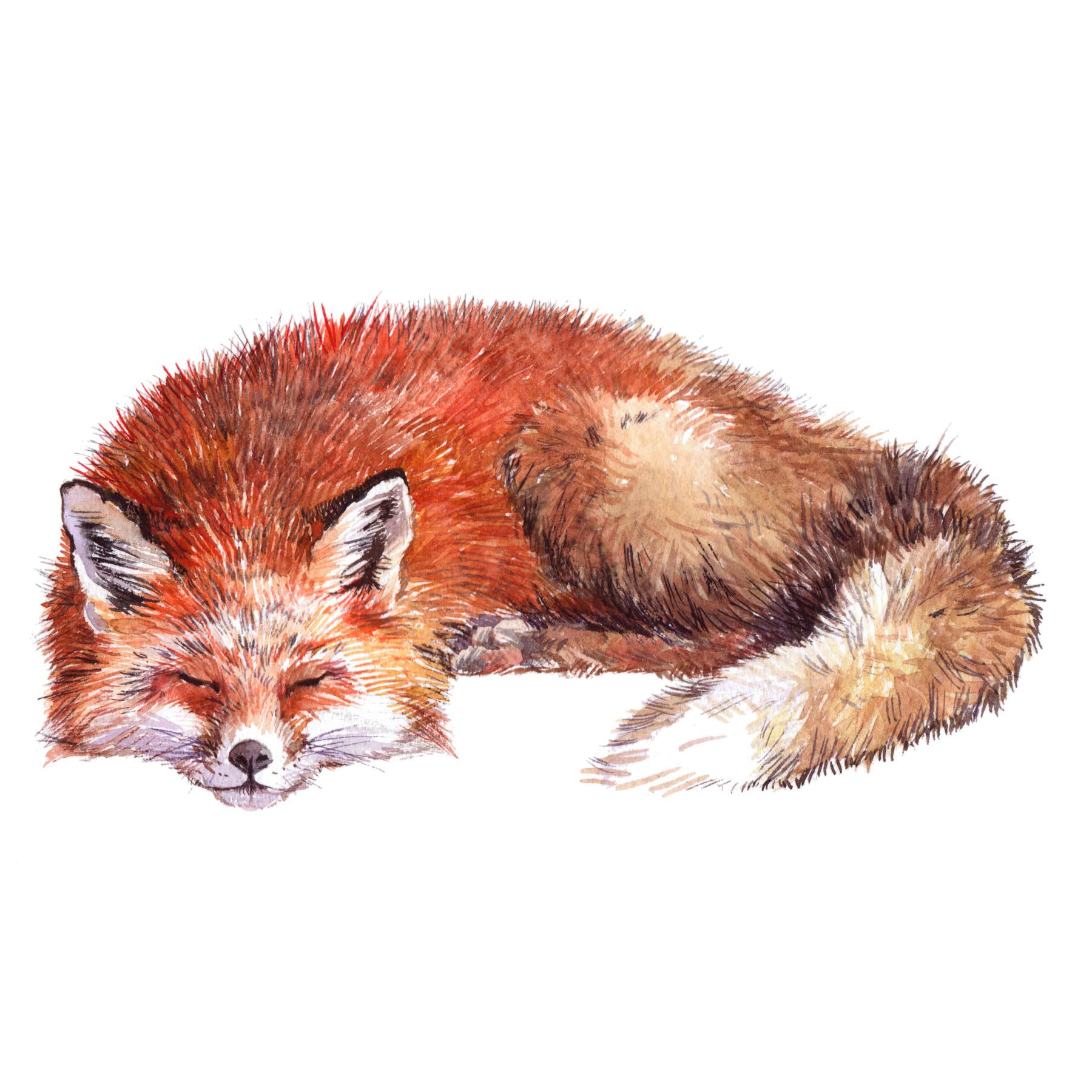 Wee Blue Coo Fox Sleeping Watercolour Large Wall Art Print Canvas Premium Poster