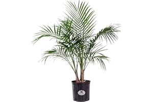 U UNITED NURSERY United Nursery Majesty Palm – Tropical Indoor Plant in 10” Grower Pot – 32–36 Inches Tall – Air-Purifying, Low-Maintenance Houseplant for Home, Office, or Patio Display