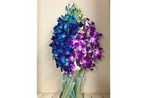 EFLOWERWHOLESALE Blue Dyed Dendrobium Orchid with Purple Dendrobium Orchid