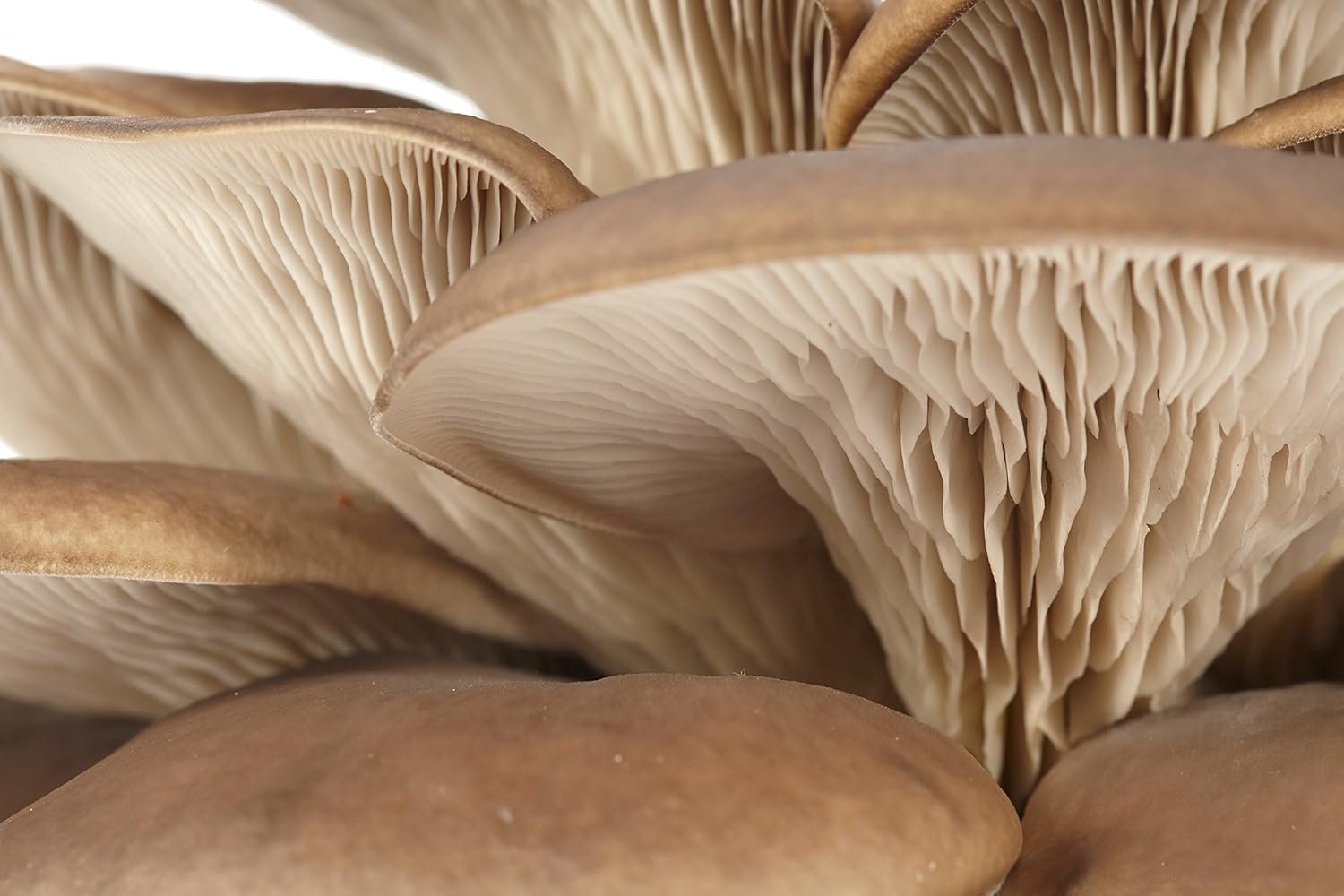 La Boîte à Champignons Lista para cultivar - (clásica para 2 ...