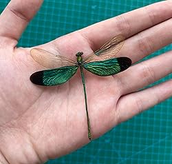 Real Dragonfly Specimen Artwork Decor Natural