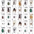 PUGPAW 30 PCS Insect in Resin Specimen Bugs Collection Paperweights, Various Taxidermy Bugs Insect Preserved in Resin for Kids Scientific Educational Display Supplies