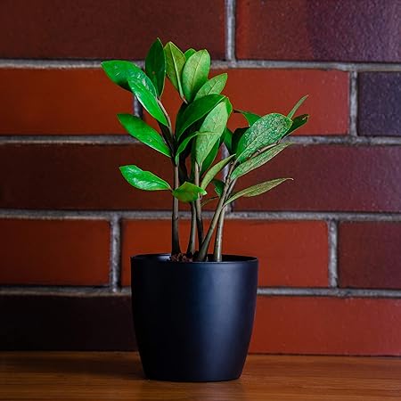 GARBNOIRE Gardening Flower Pots - 5 Inch Plastic Flower Pots | Modern Decorative Indoor Outdoor Planters/Pots - Pack of (3, Black)