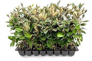 FLORIDA FOLIAGE Elaeagnus Pungens I 40 Live Plants I Thorny Olive I Hardy Evergreen Shrub with Fragrant Blooms, Perfect for Hedges, Screening & Ornamental Garden Display