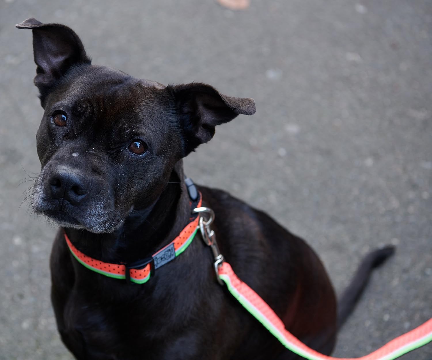 rc pets watermelon collar