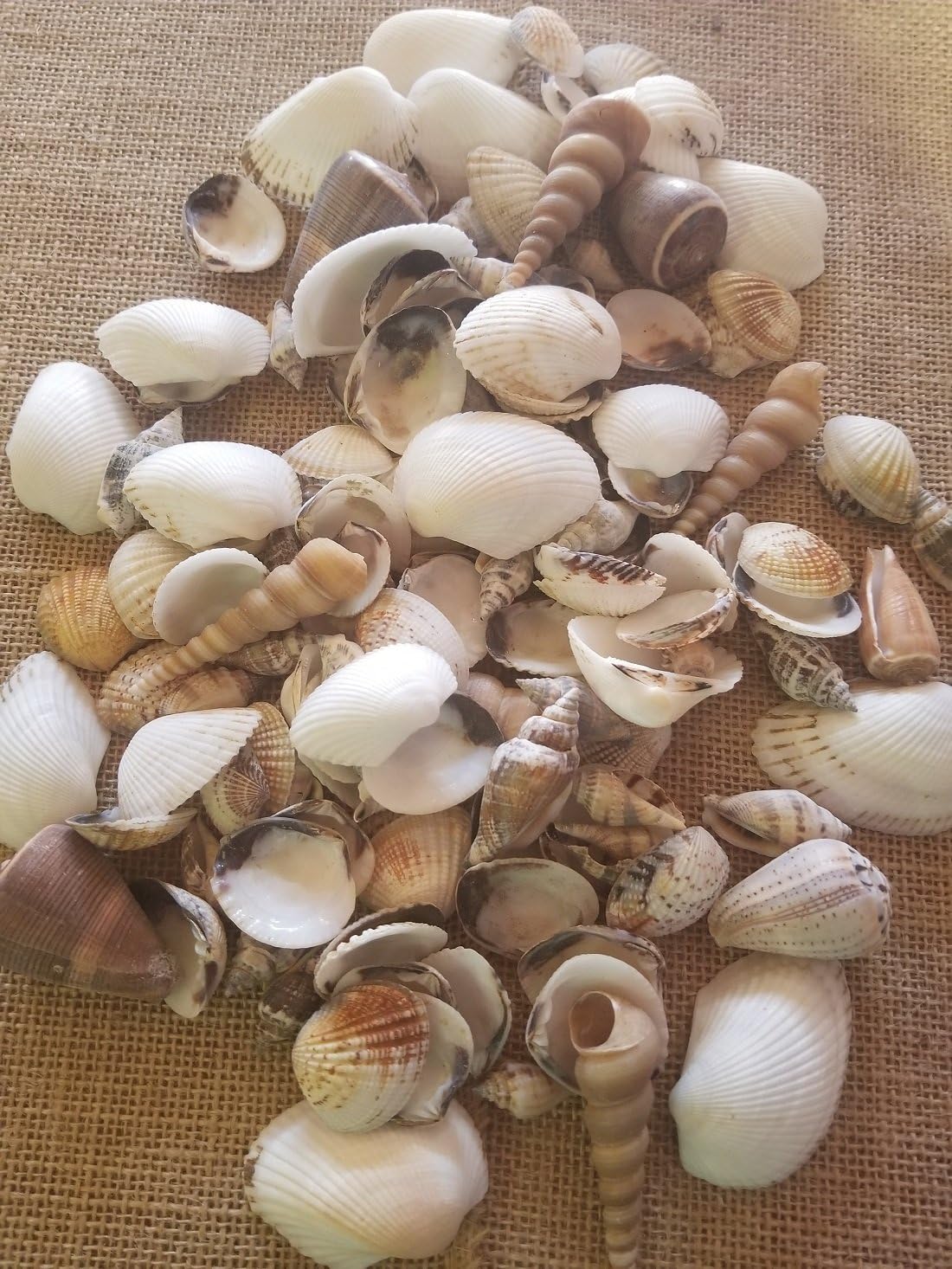 Old Candle Barn 100+ Pieces of Assorted Seashells - Perfect for Crafting, Vase Fillers, Aquariums, Weddings, Nautical Decorations