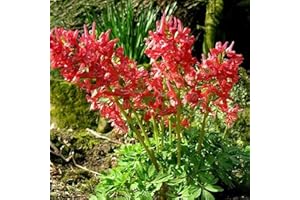 Red Salmon Corydalis Solida Woodland Flowering George Baker 35+ Seeds Rare Seeds