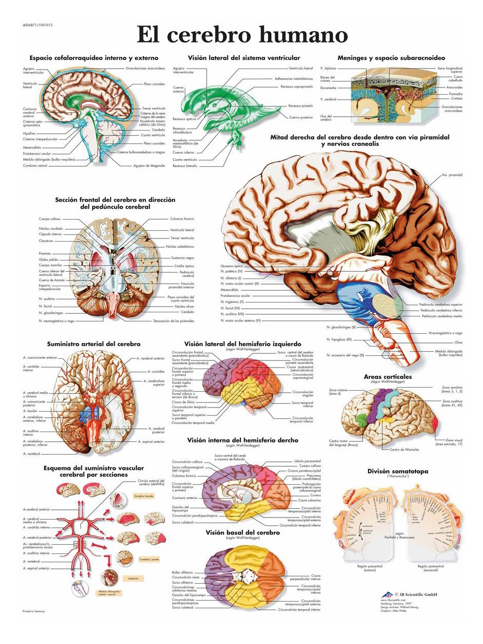 3B Scientific Printed in Paper, The Human Brain, 1