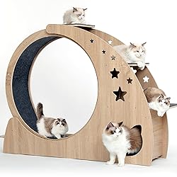 5-in-1 Cat Wheel,Cat Exercise Wheel,41.3" High