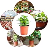 Augshy 6 Inch Plastic Plant Nursery Pots 130 Pack Terracotta Black Interior view 7