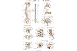 Palace Learning Anatomy of the Spine Poster - Laminated Spinal Anatomical Chart - 18" x 24"