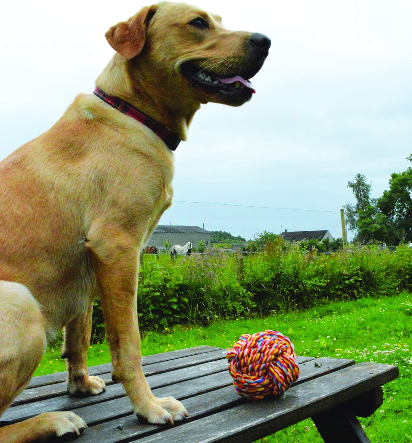 Nuts For Knots TwistTee”” Cotton Ball Dog Toy” BigaMart