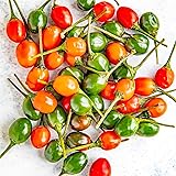 Thai Bird's Eye Chili Peppers Seeds Fast-Growing