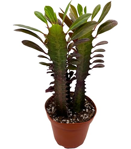 Amazon.com : AchmadAnam - Euphorbia TRIGONA RUBRA African Milk