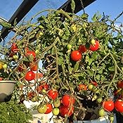 Tomaten Ampeltomaten Hängetomate Tumbling Tom Red rot