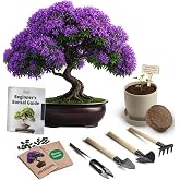 Avergo Bonsai Starter Kit &ndash; Growing Jacaranda Bonzai Tree | Complete Indoor Tree Kit for Growing Plants with Tools &amp; Planter &ndash; Gardening Gifts for Mother, Women &amp; Men